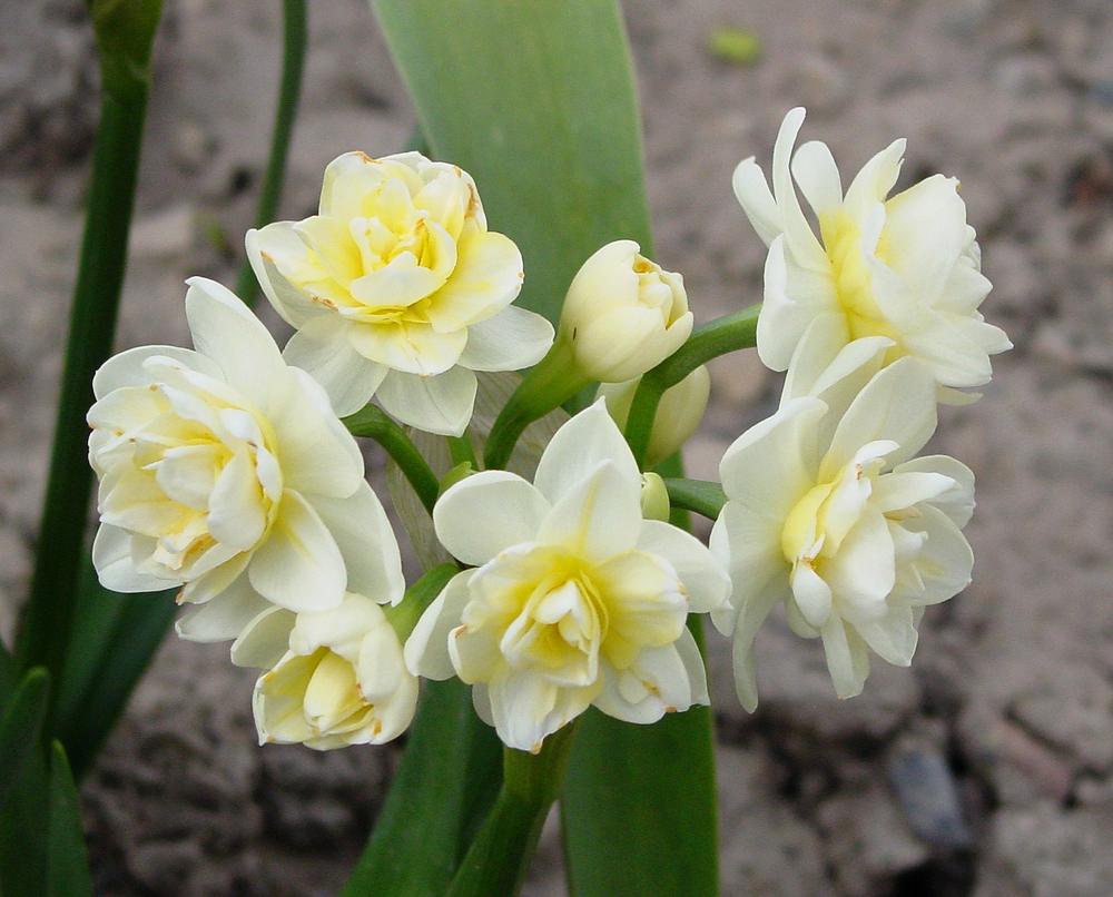 Photo of Double Daffodil (Narcissus 'Erlicheer') uploaded by MaryDurtschi