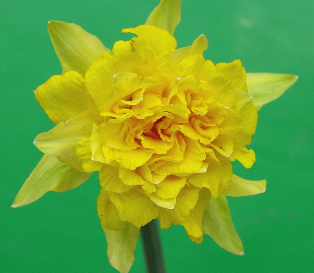 Photo of Double Daffodil (Narcissus 'Telamonius Plenus') uploaded by MaryDurtschi