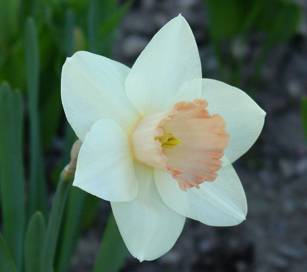 Photo of Jonquilla Narcissus (Narcissus 'Roseworthy') uploaded by MaryDurtschi
