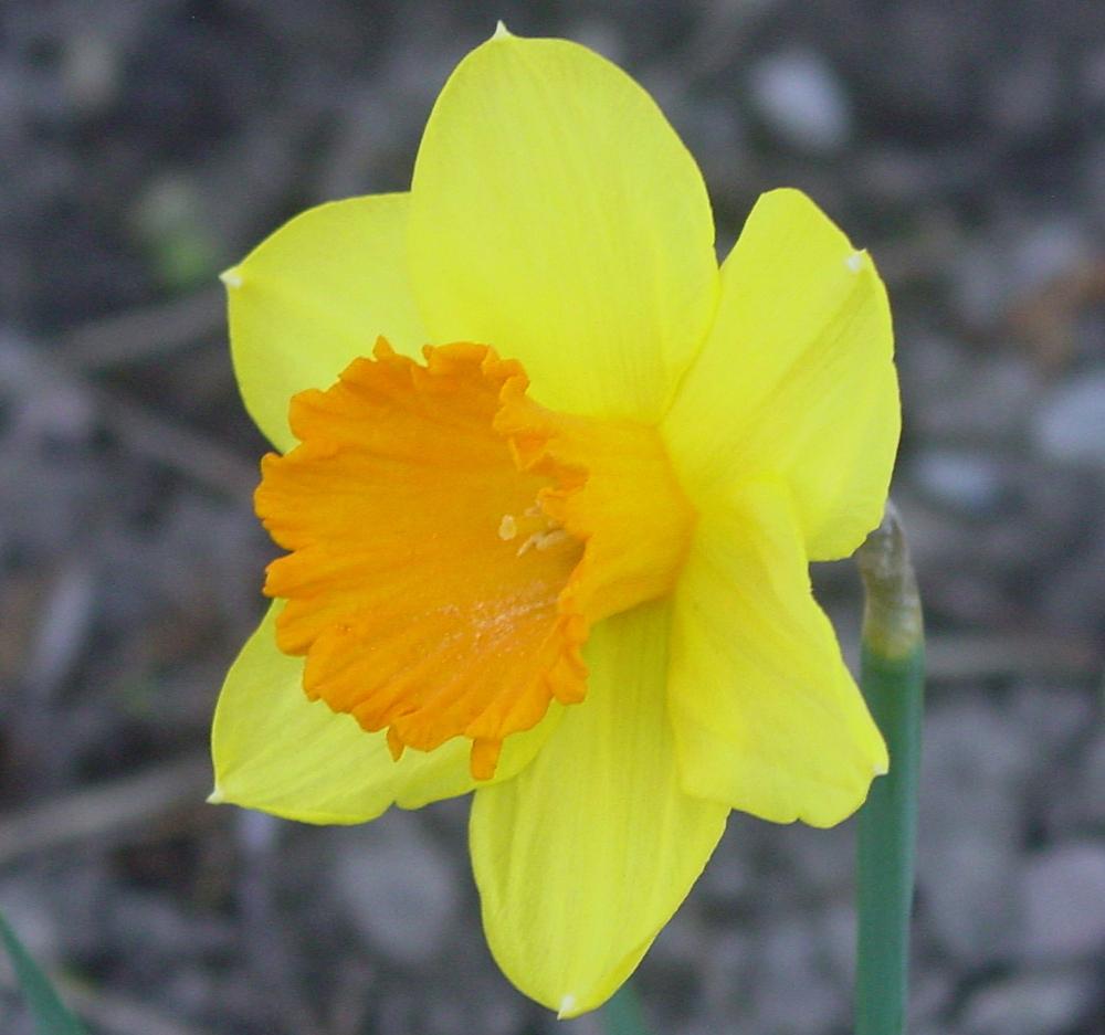 Photo of Trumpet Daffodil (Narcissus 'Glenfarclas') uploaded by MaryDurtschi