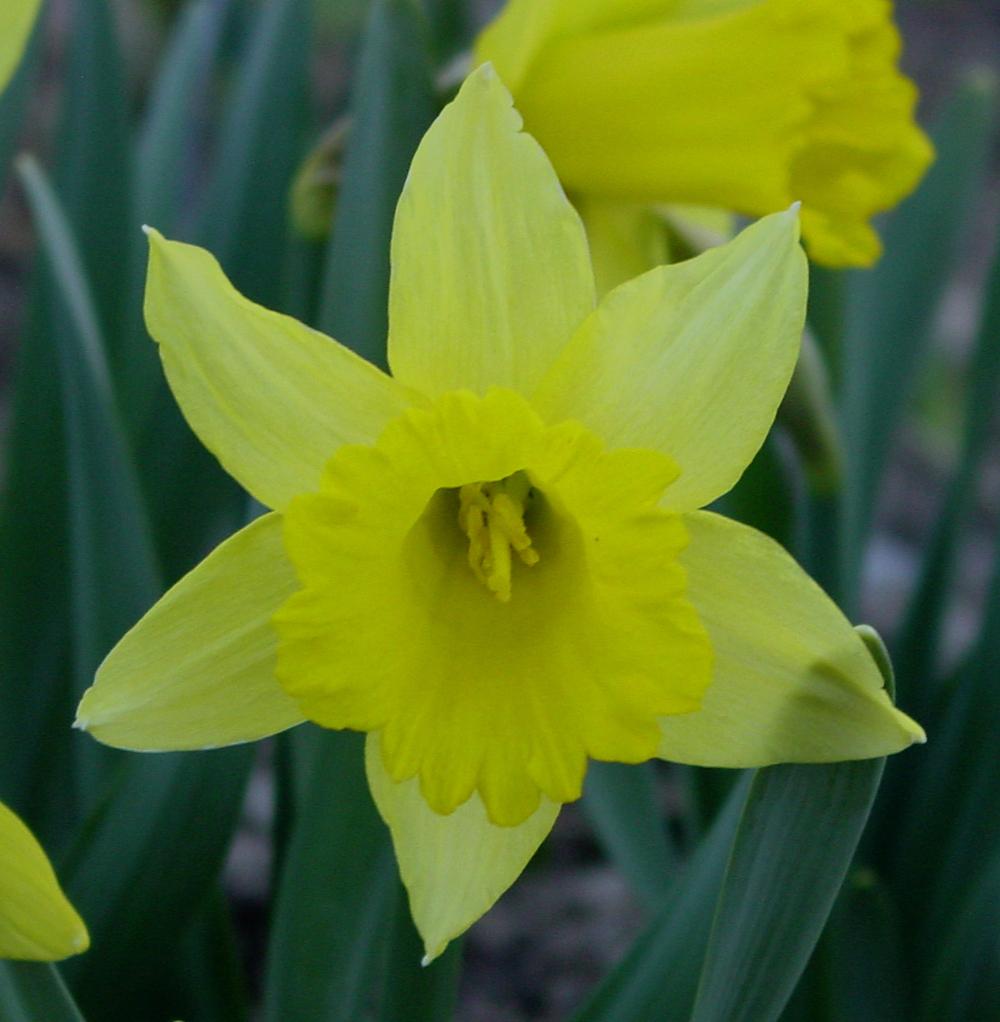 Photo of Trumpet daffodil (Narcissus 'Rijnveld's Early Sensation') uploaded by MaryDurtschi
