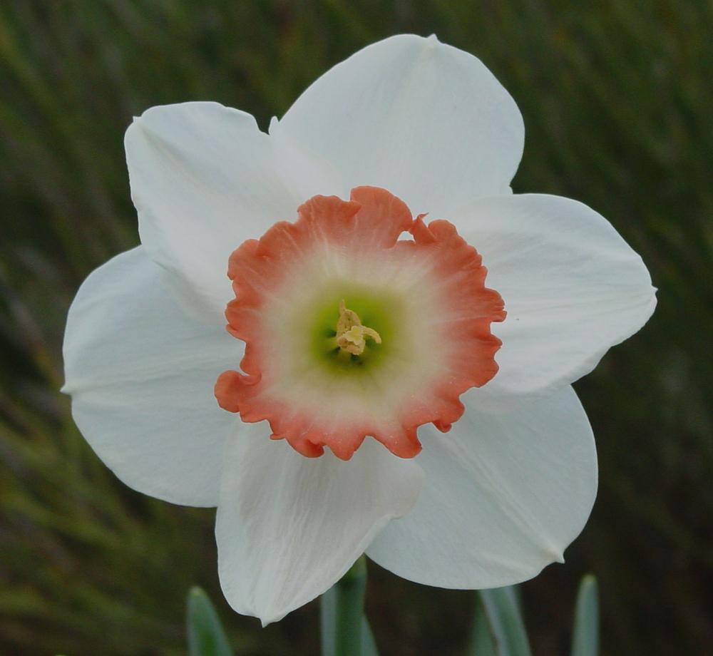 Photo of Large-Cupped Daffodil (Narcissus 'Pink Charm') uploaded by MaryDurtschi