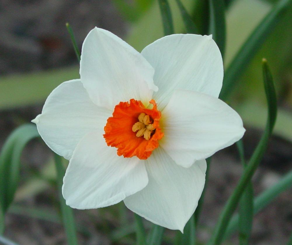 Photo of Small-Cupped Daffodil (Narcissus 'Barrett Browning') uploaded by MaryDurtschi