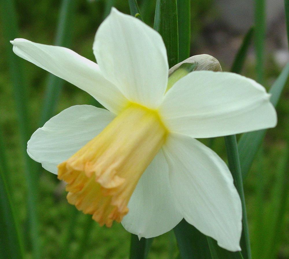 Photo of Large-cupped Daffodil (Narcissus 'Mrs. R.O. Backhouse') uploaded by MaryDurtschi