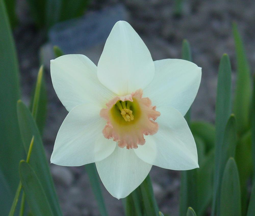 Photo of Jonquilla Narcissus (Narcissus 'Roseworthy') uploaded by MaryDurtschi