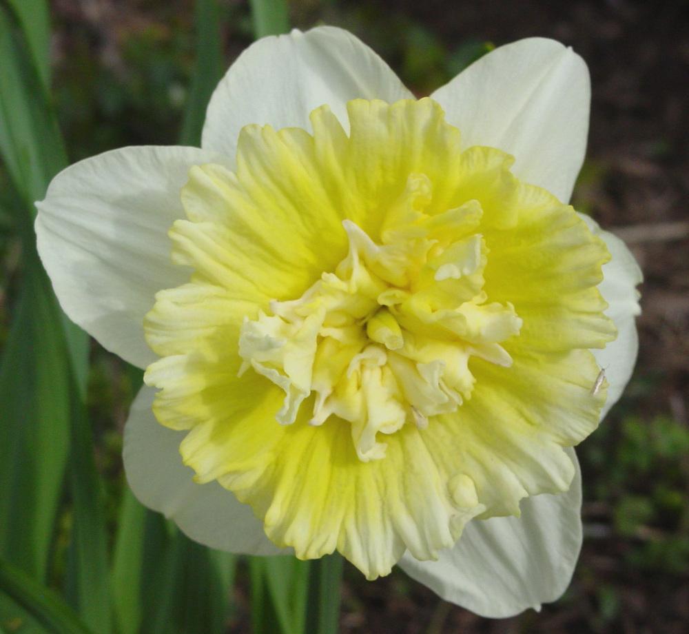 Photo of Double Daffodil (Narcissus 'Ice King') uploaded by MaryDurtschi