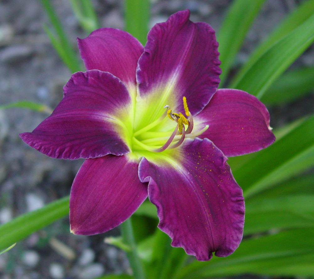 Photo of Daylily (Hemerocallis 'Super Purple') uploaded by MaryDurtschi