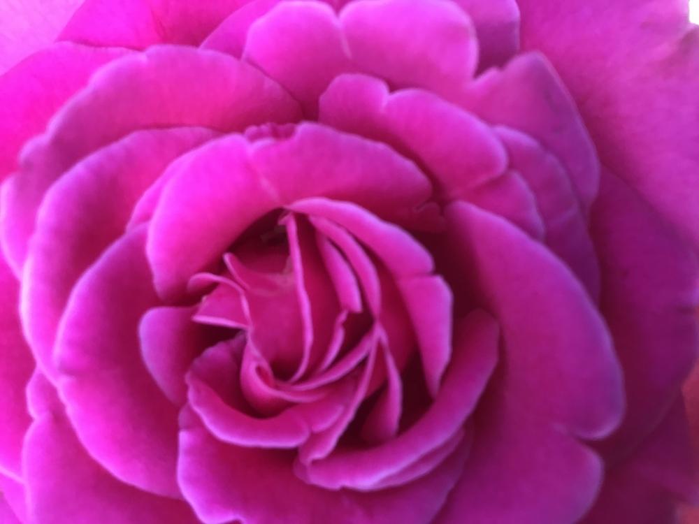 Photo of Roses (Rosa) uploaded by gardenfish