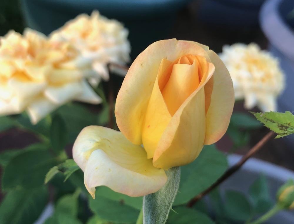 Photo of Rose (Rosa 'Gold Medal') uploaded by MGKing