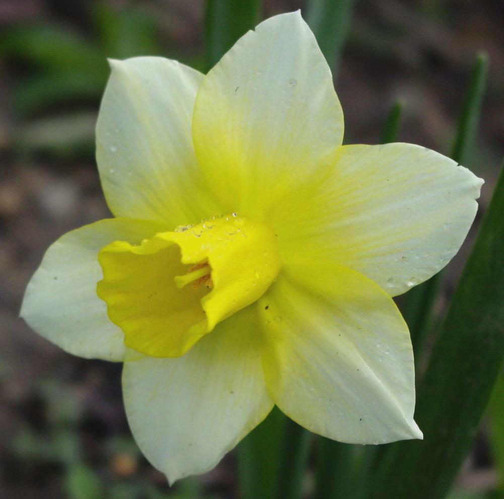 Photo of Jonquilla Daffodil (Narcissus 'Golden Echo') uploaded by MaryDurtschi
