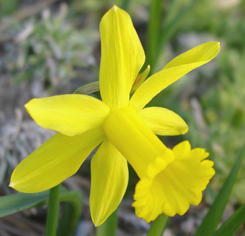 Photo of Cyclamineus Narcissus (Narcissus 'Peeping Tom') uploaded by MaryDurtschi