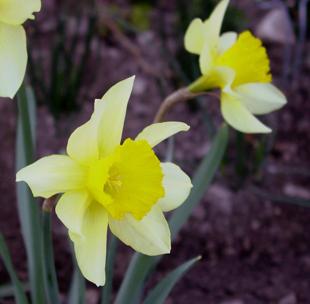 Photo of Long-Cupped Narcissus (Narcissus 'Sir Watkin') uploaded by MaryDurtschi