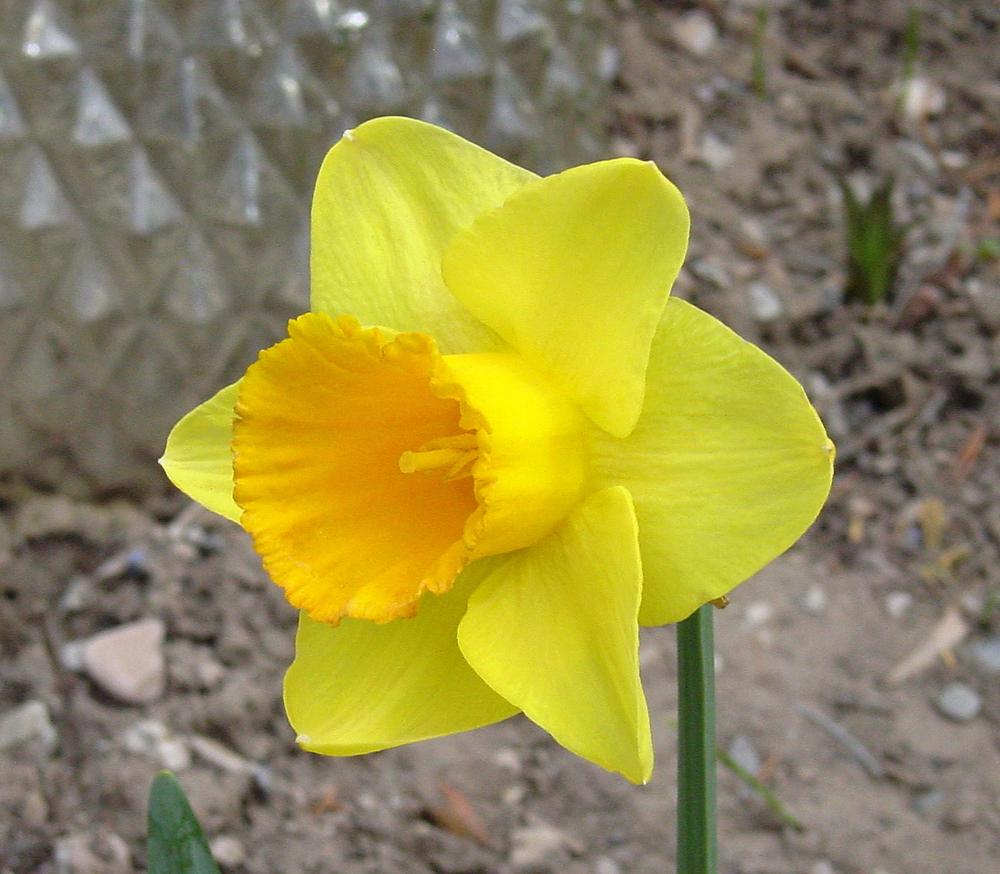 Photo of Trumpet Daffodil (Narcissus 'Uncle Duncan') uploaded by MaryDurtschi