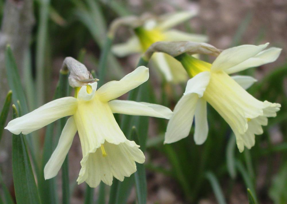 Photo of Miniature Trumpet Daffodil (Narcissus 'W.P. Milner') uploaded by MaryDurtschi