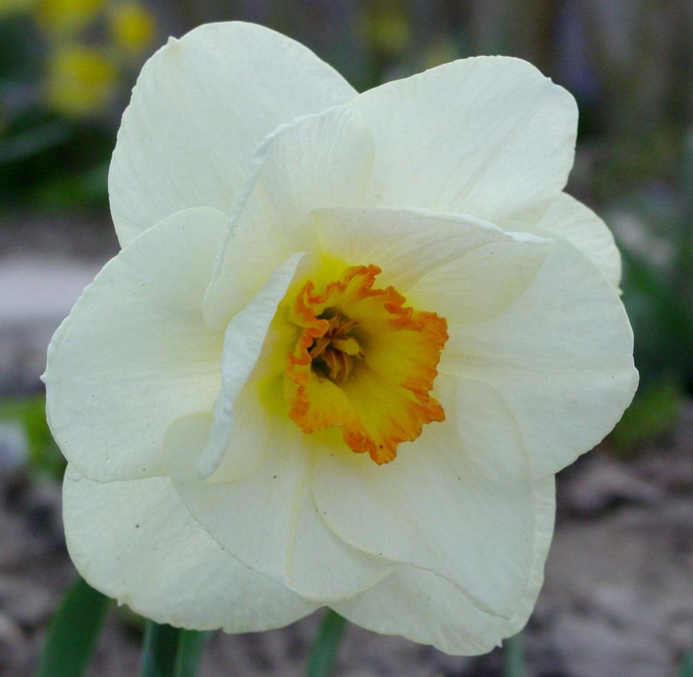 Photo of Double Daffodil (Narcissus 'Mary Copeland') uploaded by MaryDurtschi