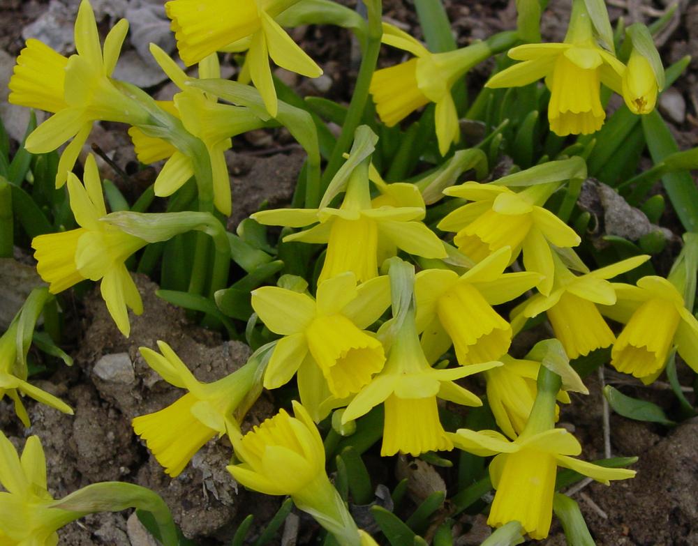 Photo of Daffodil (Narcissus 'Tete-a-Tete') uploaded by MaryDurtschi