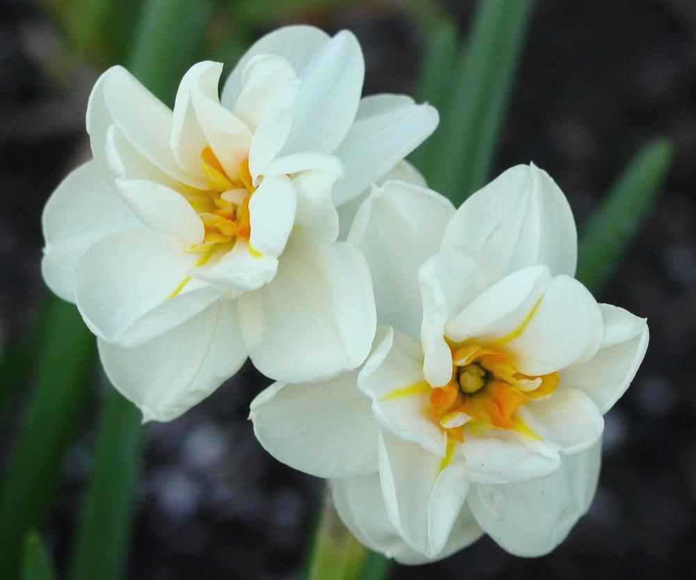 Photo of Double Daffodil (Narcissus 'Sir Winston Churchill') uploaded by MaryDurtschi