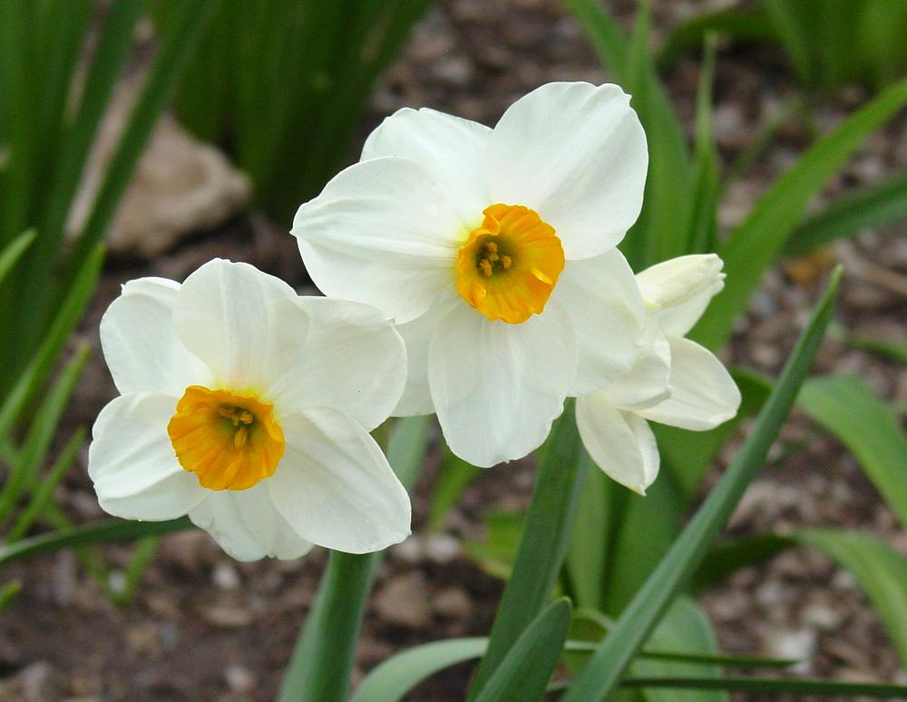 Photo of Daffodil (Narcissus 'Geranium') uploaded by MaryDurtschi