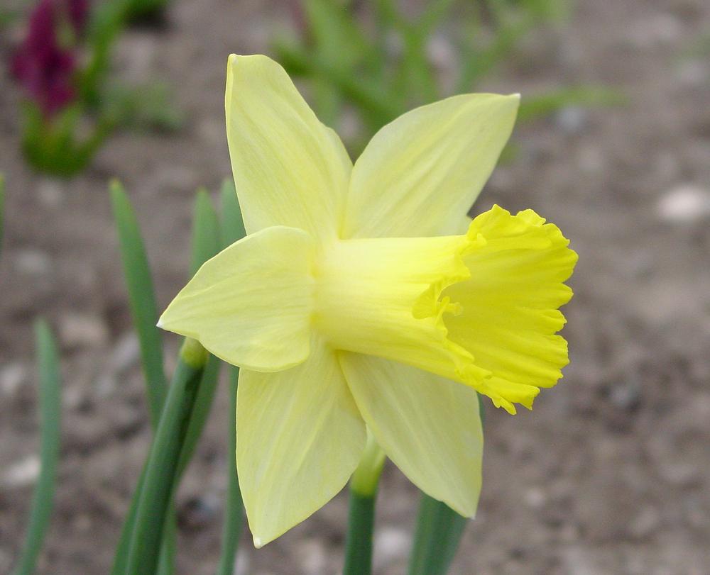Photo of Trumpet Daffodil (Narcissus 'Pistachio') uploaded by MaryDurtschi
