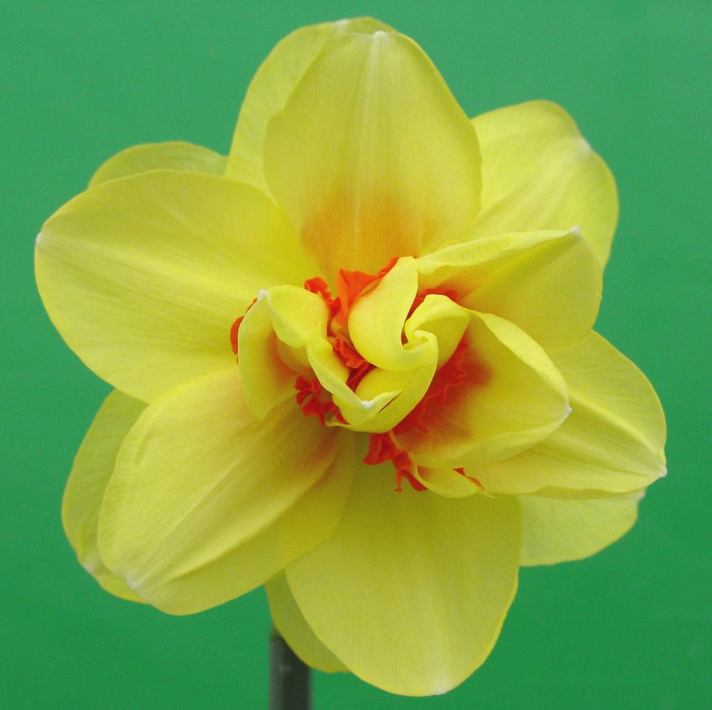 Photo of Double Daffodil (Narcissus 'Tahiti') uploaded by MaryDurtschi