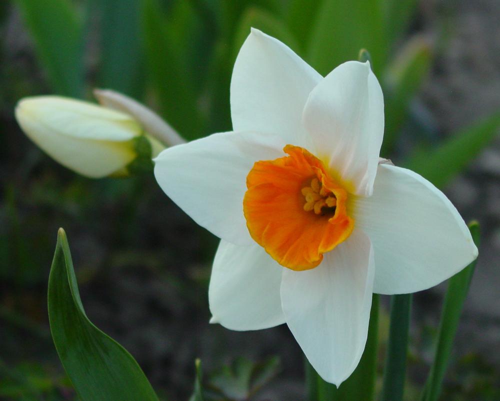 Photo of Large Cupped Daffodil (Narcissus 'Loch Brora') uploaded by MaryDurtschi