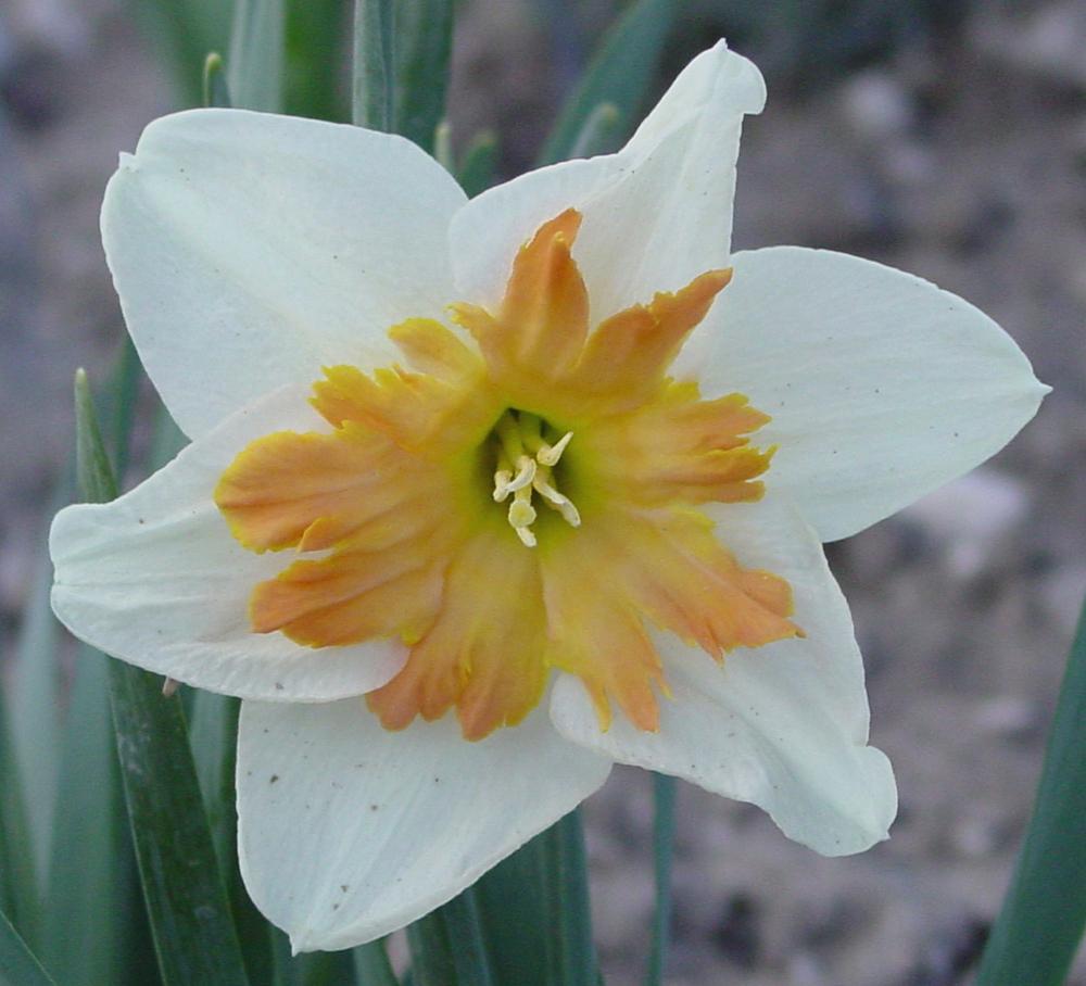 Photo of Split Cupped Collar Daffodil (Narcissus 'Shrike') uploaded by MaryDurtschi