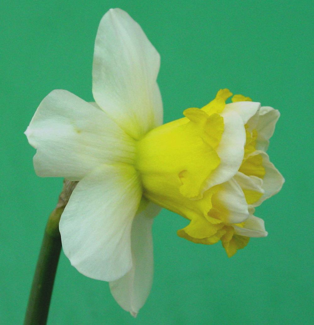 Photo of Double Daffodil (Narcissus 'Wave') uploaded by MaryDurtschi