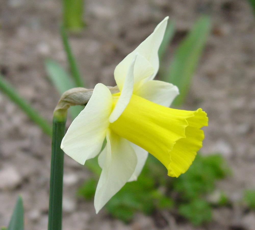 Photo of Trumpet Daffodil (Narcissus 'Cyros') uploaded by MaryDurtschi