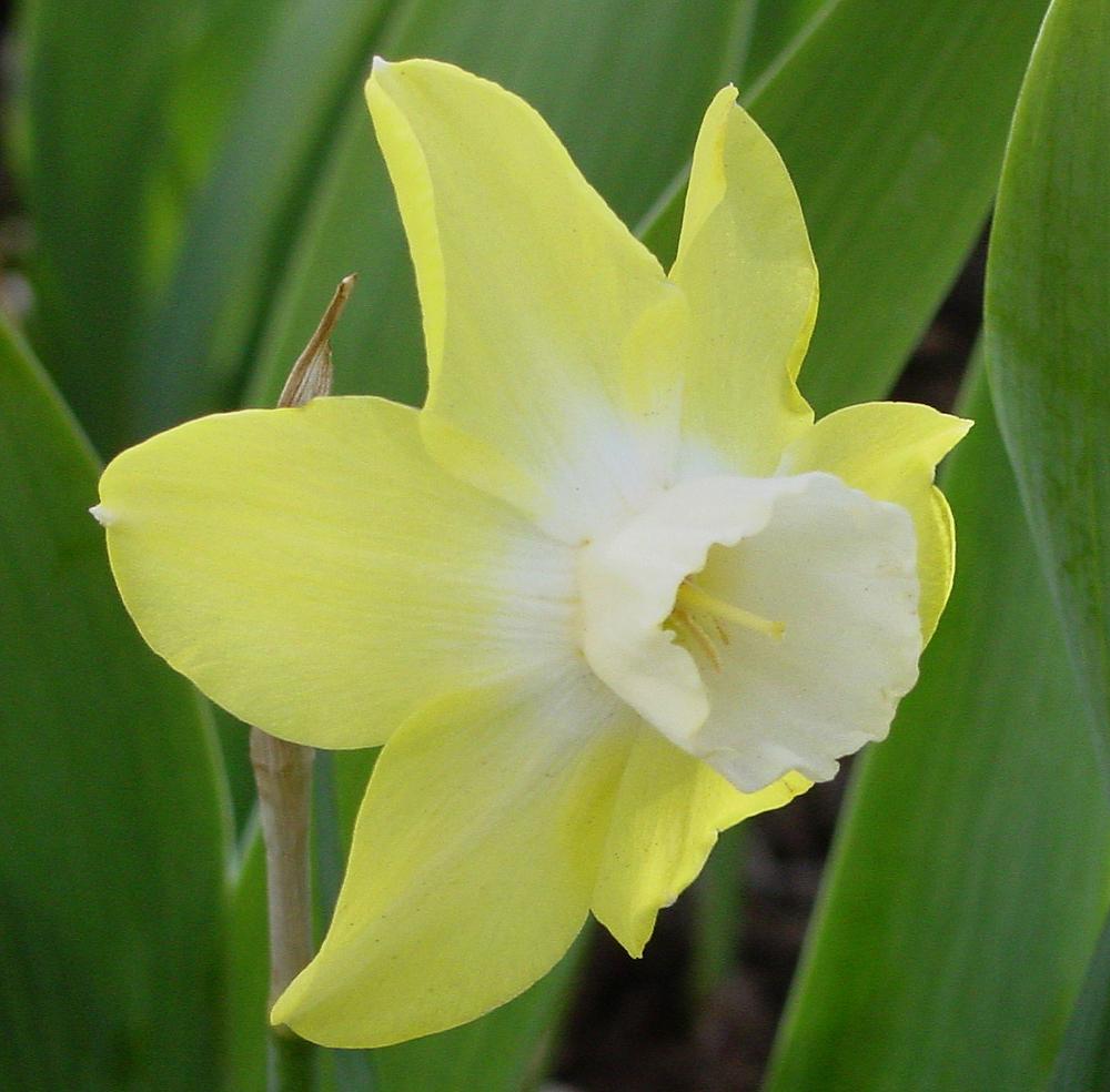 Photo of Miniature Jonquilla Daffodil (Narcissus 'Pipit') uploaded by MaryDurtschi