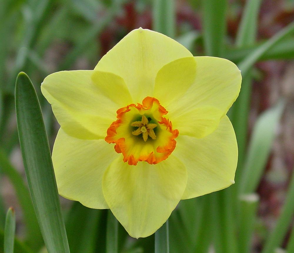 Photo of Daffodil (Narcissus 'Painted Desert') uploaded by MaryDurtschi