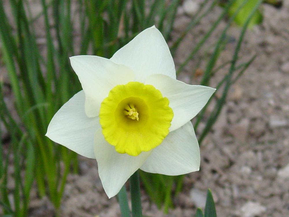 Photo of Trumpet Daffodil (Narcissus 'Cyros') uploaded by MaryDurtschi