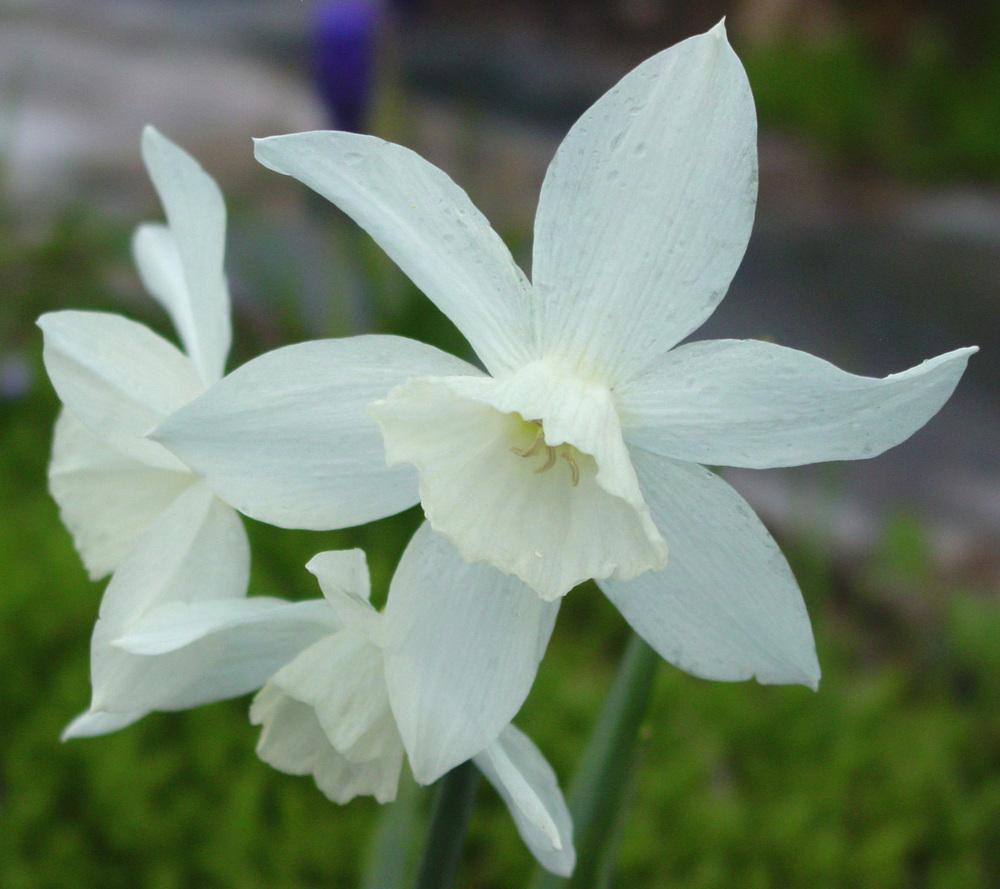 Photo of Triandrus Daffodil (Narcissus 'Thalia') uploaded by MaryDurtschi