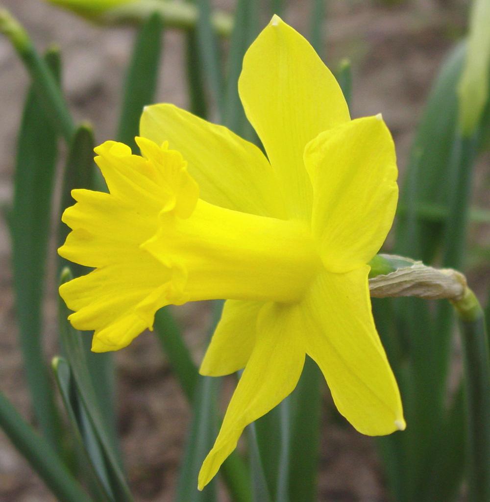 Photo of Trumpet Narcissus (Narcissus 'Golden Harvest') uploaded by MaryDurtschi