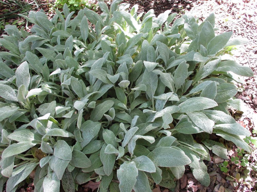 Photo of Lamb's Ears (Stachys byzantina 'Silver Carpet') uploaded by Peggy8b
