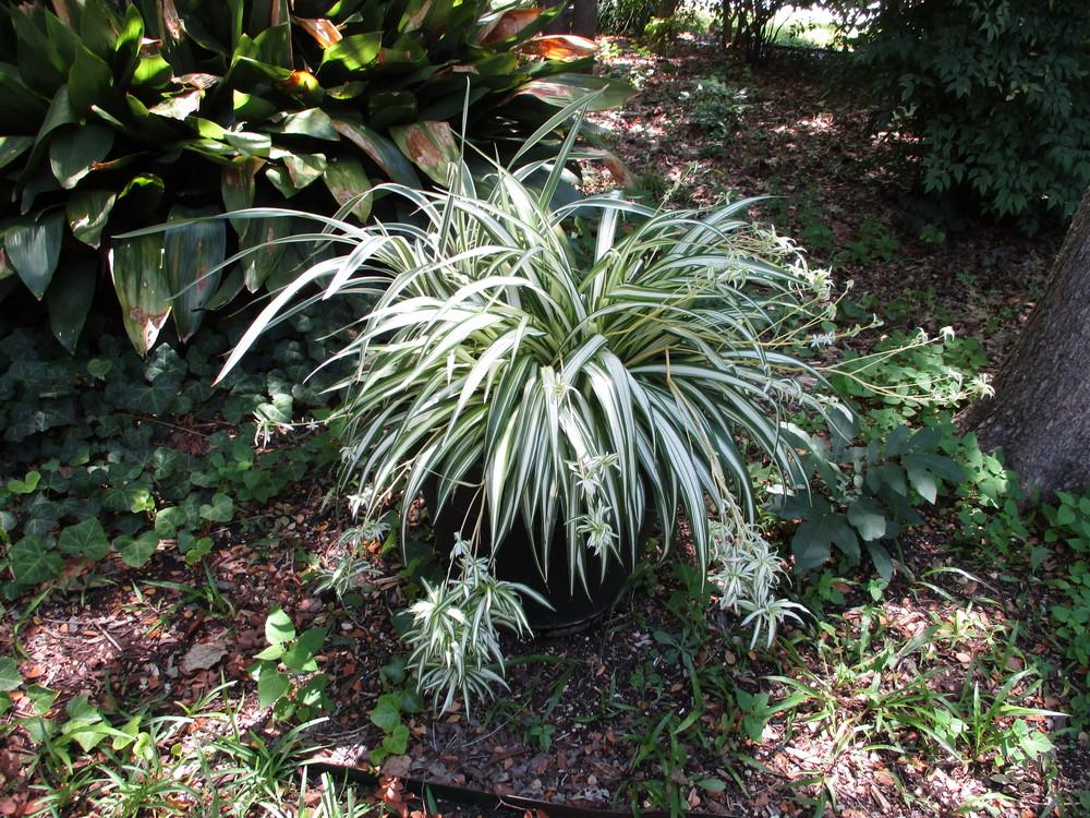 Photo of Spider Plant (Chlorophytum comosum) uploaded by Peggy8b