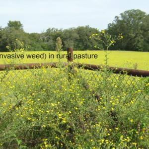 Fed'l./TX declared invasive.  Competes with native grasses and wi