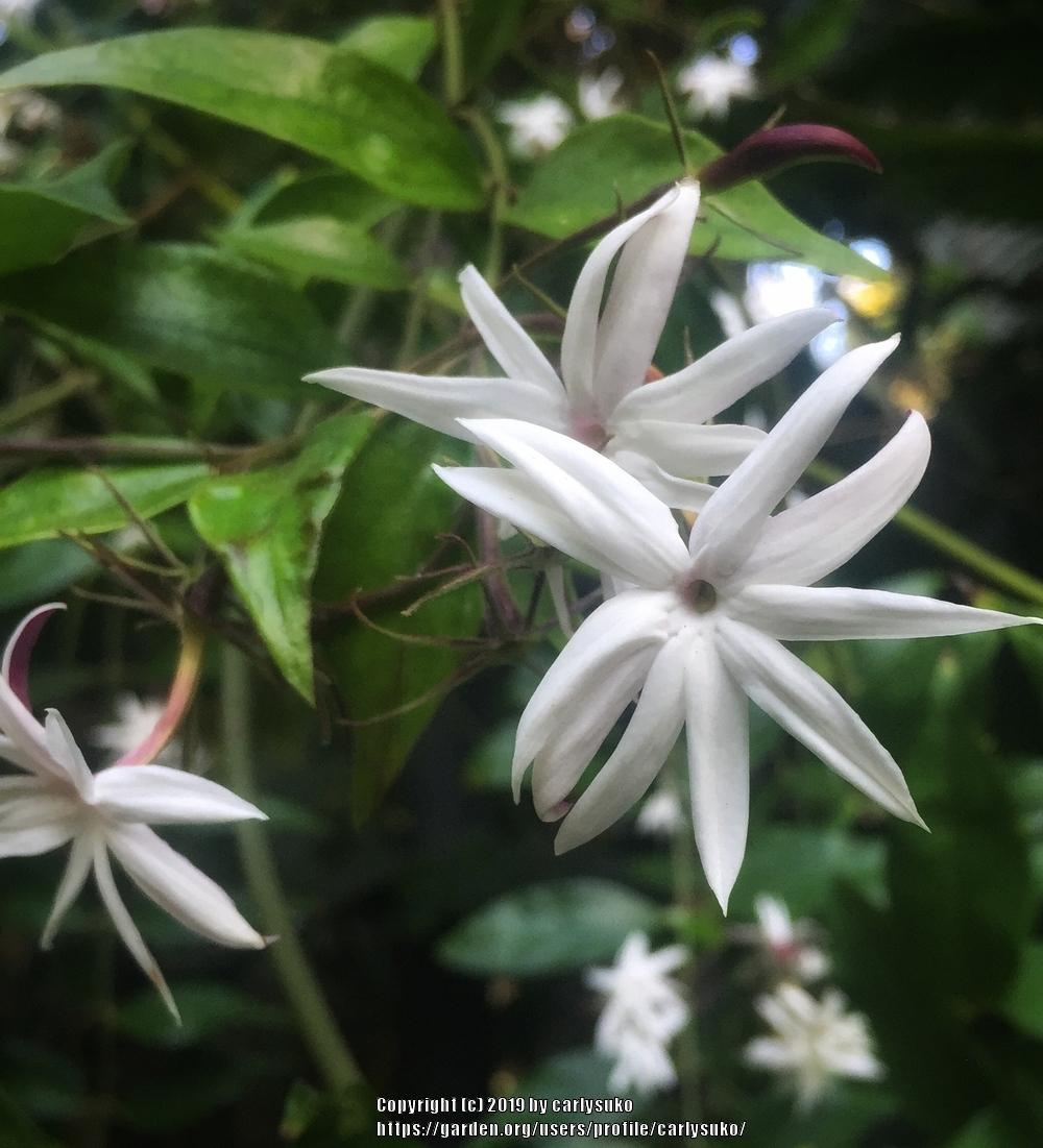 Photo of Star Jasmine (Jasminum laurifolium var. laurifolium) uploaded by carlysuko