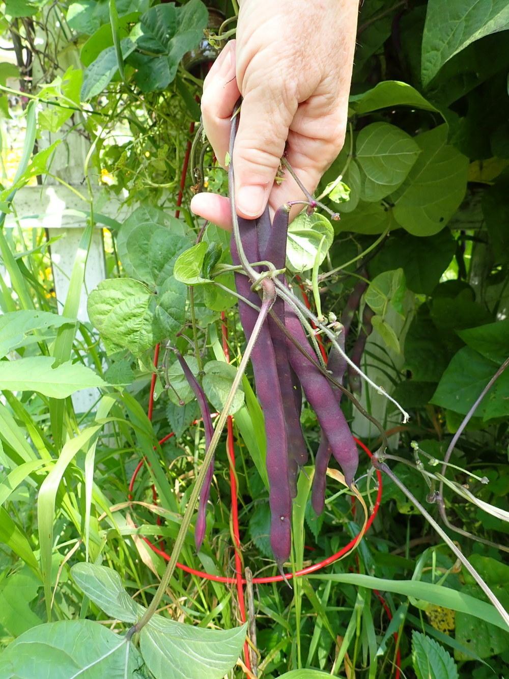 Photo of Beans (Phaseolus vulgaris) uploaded by gardengus