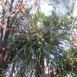 Location: Sydney Australia
Date: 2019-08-20
One of two growing/surrounding on Bangalow
