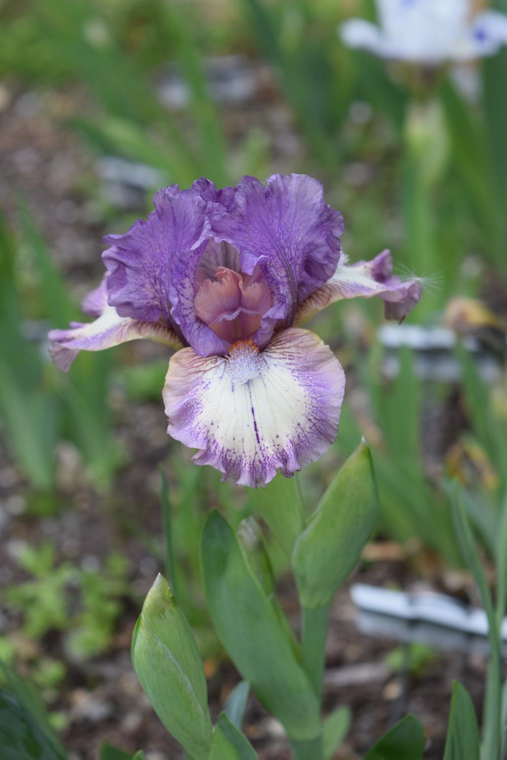 Photo of Standard Dwarf Bearded Iris (Iris 'Rufflemania') uploaded by Dachsylady86