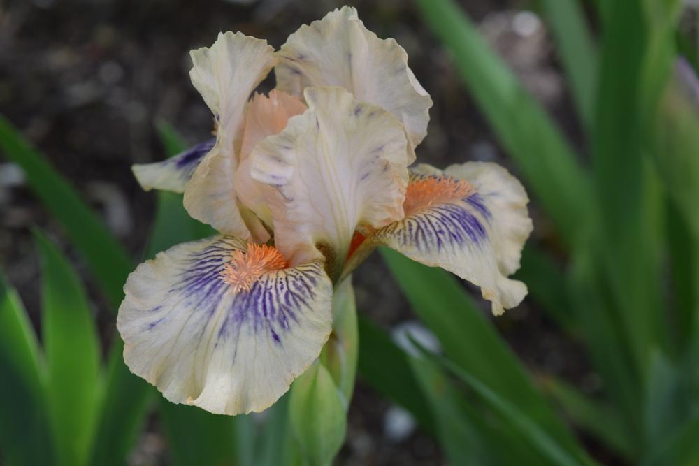Photo of Standard Dwarf Bearded Iris (Iris 'Web of Desire') uploaded by Dachsylady86