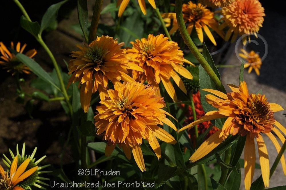 Photo of Coneflower (Echinacea 'Marmalade') uploaded by DaylilySLP