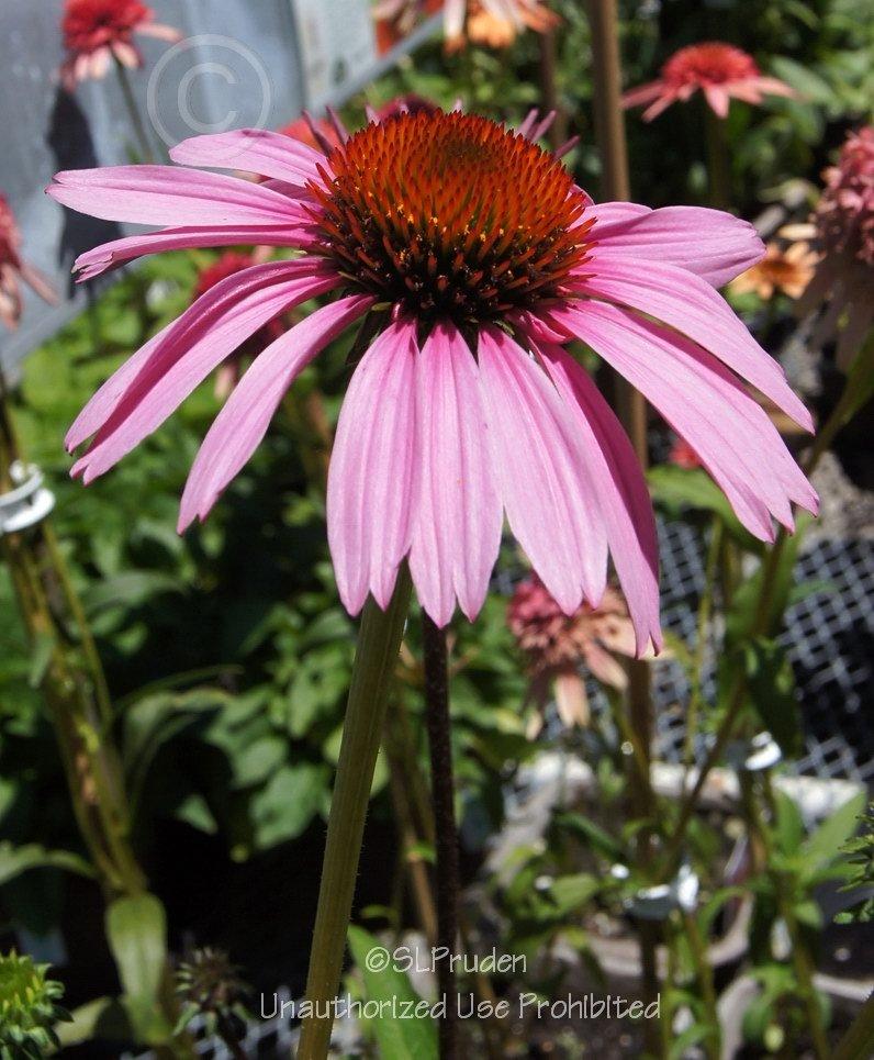 Photo of Coneflower (Echinacea 'Magnus Superior') uploaded by DaylilySLP