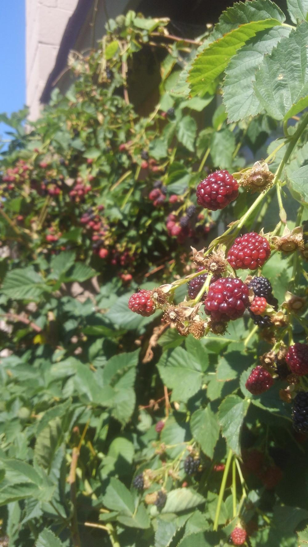 Photo of Blackberry (Rubus 'Black Satin') uploaded by JeffLoflinECV