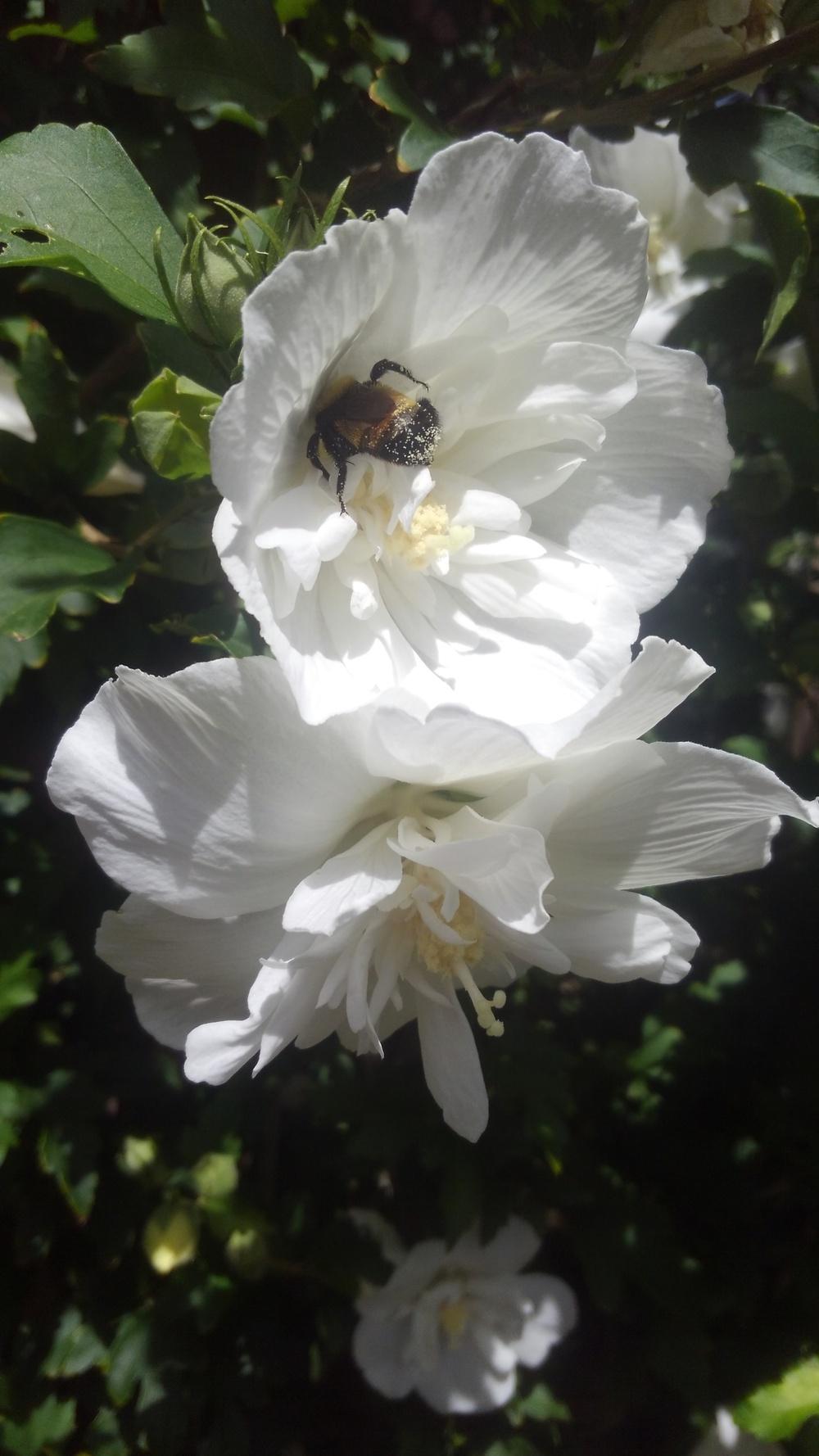 Photo of Rose Of Sharon (Hibiscus syriacus White Chiffon™) uploaded by JeffLoflinECV