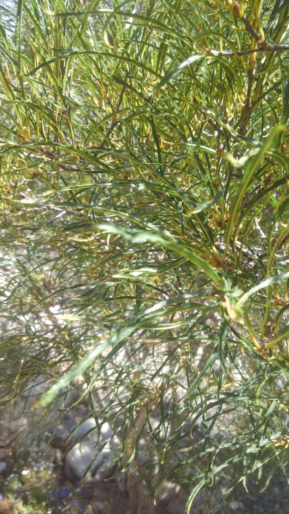 Photo of Alder Buckthorn (Frangula alnus subsp. alnus 'Aspleniifolia') uploaded by JeffLoflinECV