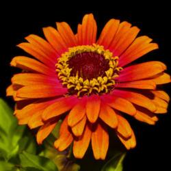 Location: Botanical Gardens of the State of Georgia...Athens, Ga
Date: 2019-08-21
Zinnia - Elegans Zowie Yellow Flame F1 001