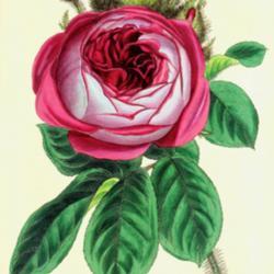 
Date: c. 1848
illustration from 'The Florist, Fruitist & Garden Miscellany', 18