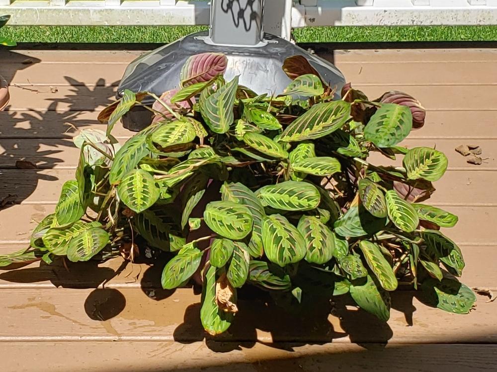 Photo of Prayer Plant (Maranta leuconeura 'Erythroneura') uploaded by AAnglin