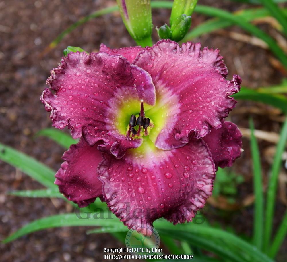 Photo of Daylily (Hemerocallis 'Particle Accelerator') uploaded by Char
